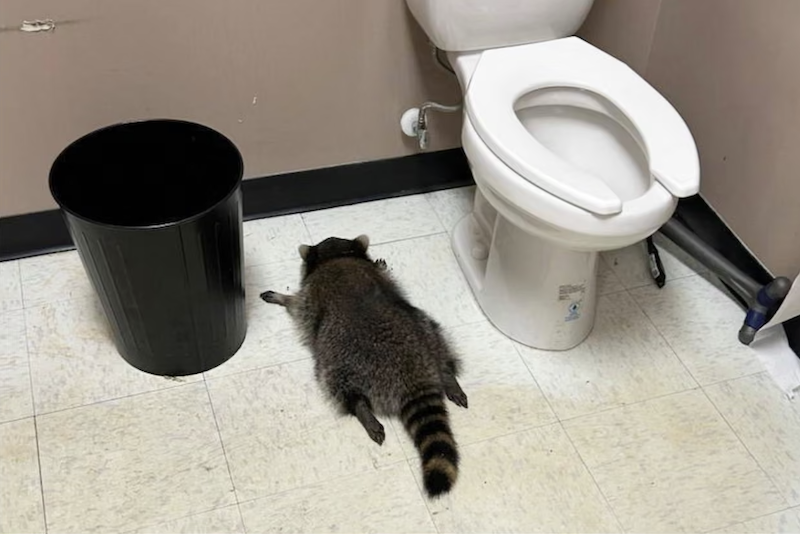 viral photo of the passed out raccoon on a Virginia liquor store restroom floor between a trash bin and a toilet